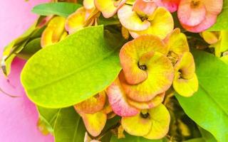 Purple pink red flowers plants in tropical forest nature Mexico. photo