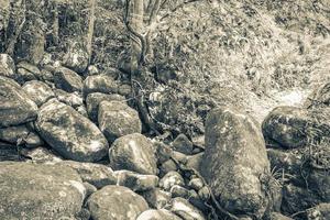 rocas cantos rodados arboles natural selva tropical bosque ilha grande brasil. foto