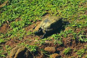 Kuya shell, also known as the shell turtle or Cuora amboinensis, is also known as the Amboina Box Turtle or the Southeast Asian Box Turtle. photo