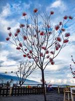 Tree with paper flowers by the beach photo