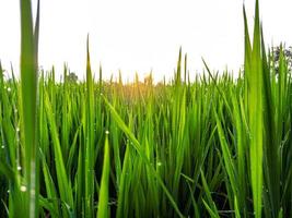 plantas de arroz cubiertas de rocío en la mañana foto