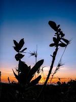 the sun rises on the broad meadow photo