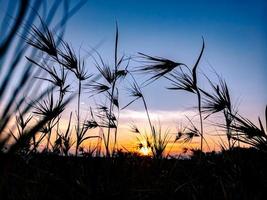 the sun rises on the broad meadow photo