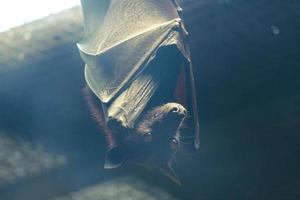 Bats that sleep during the day are perched upside down. photo