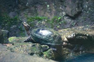 Kuya shell, also known as the shell turtle or Cuora amboinensis, is also known as the Amboina Box Turtle or the Southeast Asian Box Turtle. photo