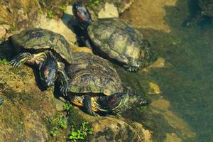 Kuya shell, also known as the shell turtle or Cuora amboinensis, is also known as the Amboina Box Turtle or the Southeast Asian Box Turtle. photo