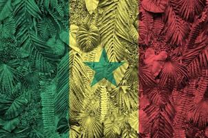 Senegal flag depicted on many leafs of monstera palm trees. Trendy fashionable backdrop photo
