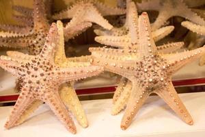 hermosas estrellas de mar encontradas con fines decorativos