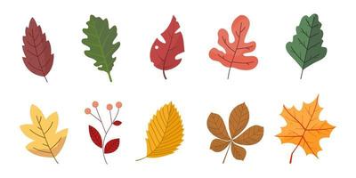 establecer hojas planta elemento colorido para la temporada de otoño y fondo blanco. vector