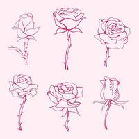 set of flower. hand drawn roses. drawing of rose flower. Rose flower illustration in hand drawn style. cute flower. pink outline. vector