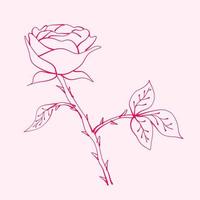 hand drawn roses with leaf. drawing of rose flower. Rose flower illustration in hand drawn style. cute flower. pink outline. vector