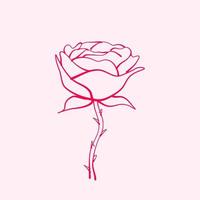 hand drawn rose. drawing of rose flower. Rose flower illustration in hand drawn style. cute flower. pink outline. vector