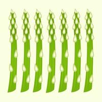 Asparagus vector illustration for graphic design and decorative element