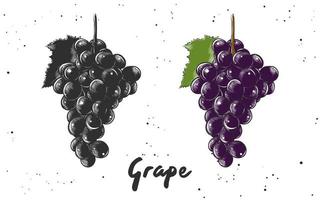 Vector engraved style illustration for posters, decoration and print. Hand drawn sketch of grape in monochrome and colorful isolated on white background. Detailed vegetarian food drawing.