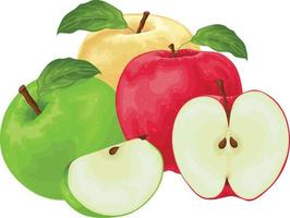 Apples. An image of apples of different colors. Red green and yellow apple. A collection of three apples. Vector illustration isolated on a white background