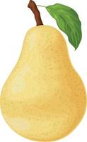 Pear. The image of a pear is yellow. Ripe sweet pear. Fresh garden fruit. Vitamin vegetarian product. Vector illustration isolated on a white background