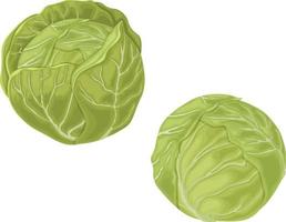 Cabbage. Image of a cabbage head. A ripe cabbage. Vegetables from the garden. Organic food. Vector illustration isolated on a white background