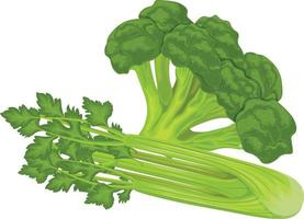 Broccoli and celery. Fresh green vegetables. Vitamin vegetarian products. Ripe celery and broccoli. Vector illustration