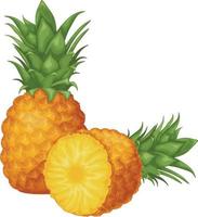 Pineapple. Image of pineapple cut into pieces. Pieces of ripe pineapple. Sweet tropical fruit. Vector illustration