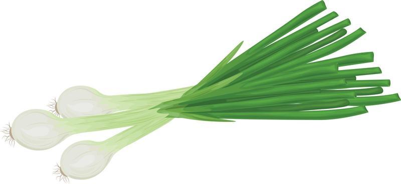 Green Onion Vector Art, Icons, and Graphics for Free Download