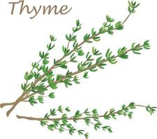 Thyme. A spicy plant for cooking. A green plant for spices.Thyme is a medicinal plant. Vector illustration isolated on a white background