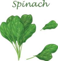 Spinach. Image of green spinach leaves, for salad and cooking. Vector illustration isolated on a white background