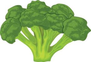 Broccoli. Image of ripe broccoli. Vitamin vegetable. Organic food. Green broccoli. Vector illustration isolated on a white background