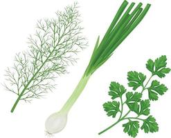 Spicy herbs from the garden. A set of medicinal herbs, such as parsley, onion and dill. Collecting vegetables and herbs. Vector