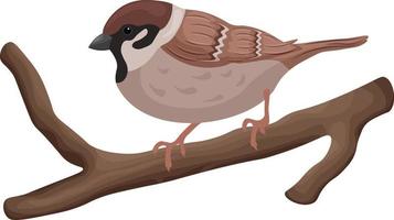 A sparrow on a branch. The image of a sparrow sitting on a tree branch. Cute sparrow on a branch. Vector illustration on a white background
