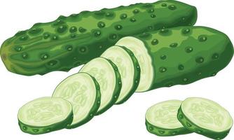 Green cucumber. Image of a ripe sliced green cucumber. Green vegetarian product. Vector illustration isolated on a white background