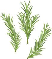 Romero. una ramita verde de romero. planta medicinal. planta aromática para condimentar. ilustración vectorial aislada en un fondo blanco