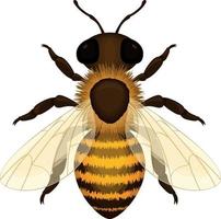 Bee. Image of a realistic working honey bee. Bee, top view. Vector illustration isolated on a white background
