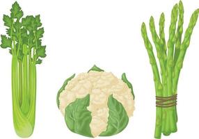 Cauliflower, asparagus and celery. An image of ripe vegetables such as asparagus, celery and cauliflower. Vegetarian organic food. Vector illustration isolated on a white background.