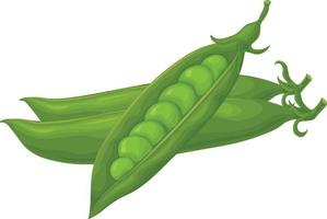 Green peas. Fresh vegetable. Peas from the garden. A ripe pod of green peas. Vector illustration isolated on a white background