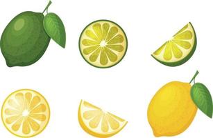 Citrus fruits. Image of lemon and lime. Sliced lemon. Half a lime. Ripe citrus fruit. Vector illustration isolated on a white background