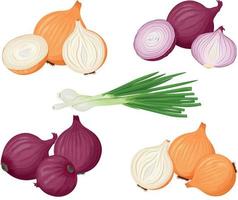 Onion. A set with an image of green onions and onions. Red and yellow onions. Vitamin vegetarian product. Farm vegetables. Vector illustration