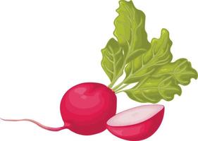 Radish. Image of a ripe radish with leaves. Fresh radish. Vitamin product of the vegetable garden. Organic vegetarian product. Vector illustration isolated on a white background