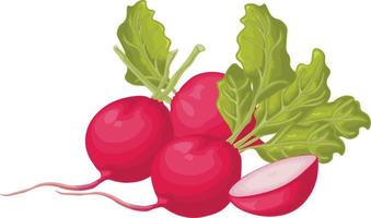 Radish. Image of a ripe radish with leaves. Fresh radish. Vitamin product of the vegetable garden. Organic vegetarian product. Vector illustration isolated on a white background