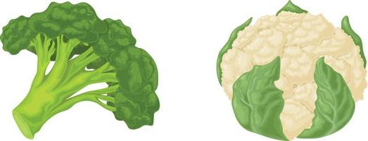 Broccoli and cauliflower. Image of ripe vegetables such as broccoli and cauliflower. Vegetarian organic food. Vector illustration isolated on a white background
