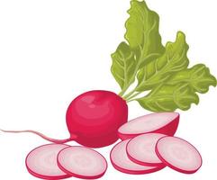 Radish. Image of a ripe radish with leaves. Fresh radish. Vitamin product of the vegetable garden. Organic vegetarian product. Vector illustration isolated on a white background