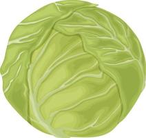 Cabbage. Image of a cabbage head. A ripe cabbage. Vegetables from the garden. Organic food. Vector illustration isolated on a white background