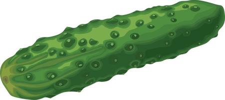 Green cucumber. Image of a ripe green cucumber. Green vegetarian product. Vector illustration isolated on a white background