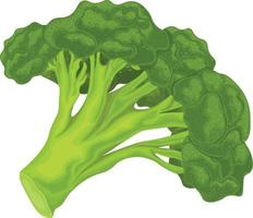 Broccoli. Image of ripe broccoli. Vitamin vegetable. Organic food. Green broccoli. Vector illustration isolated on a white background