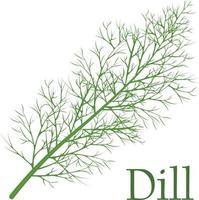 Dill. A spicy seasoning for cooking. Medicinal herb. Vegetarian food.Vector illustration on a white background vector