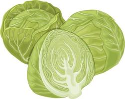 Cabbage. Image of a cabbage head. A ripe cabbage. Vegetables from the garden. Organic food. Vector illustration isolated on a white background