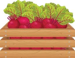 Beet. Wooden box with beets. Ripe beets in a wooden box. Fresh vegetables. Organic vegetarian products from the farm. Vector illustration isolated on a white background.