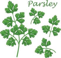 Parsley. Image of parsley sprigs. A spicy plant. A plant for spices. Vector illustration isolated on a white background