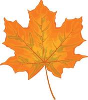 Maple leaf. Yellow maple leaf. A dry autumn leaf of a maple tree. Vector illustration isolated on a white background
