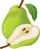 Pear. An image of a ripe green pear. A cut piece of pear. Sweet fruit from the garden. Vegetarian vitamin product. Vector illustration