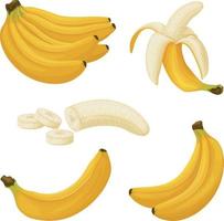 Bananas. Image of bananas. Bananas peeled and cut into pieces. Tropical fruit. Vegetarian product. Vector